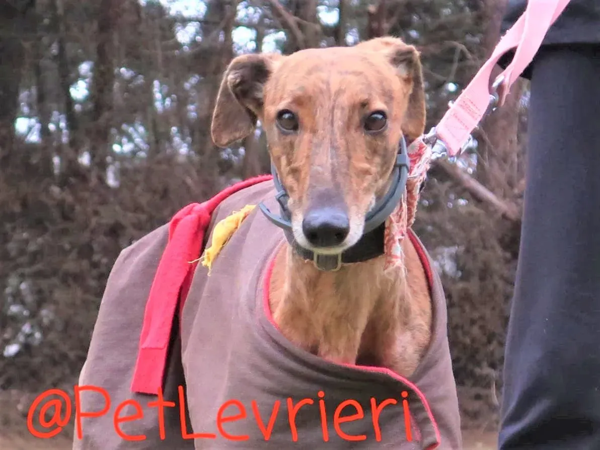 Pimienta adozione levrieri galgo 01 2