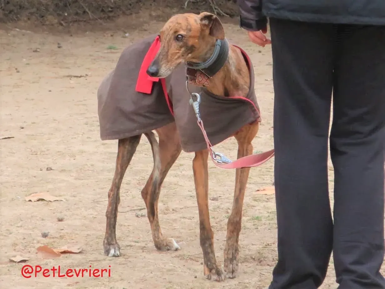 Pimienta adozione levrieri galgo 02 2