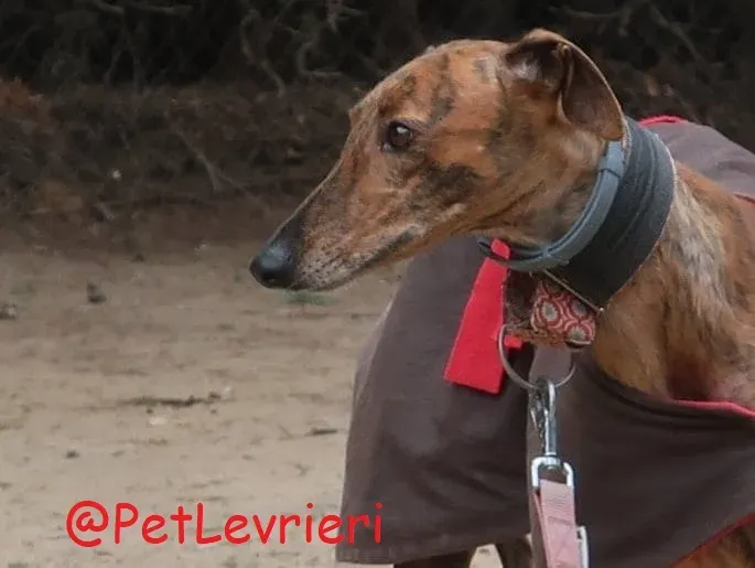 Pimienta adozione levrieri galgo 03