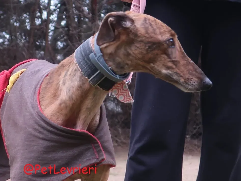 Pimienta adozione levrieri galgo 04