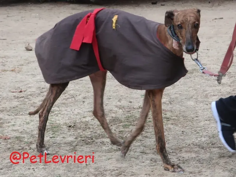 Pimienta adozione levrieri galgo 05