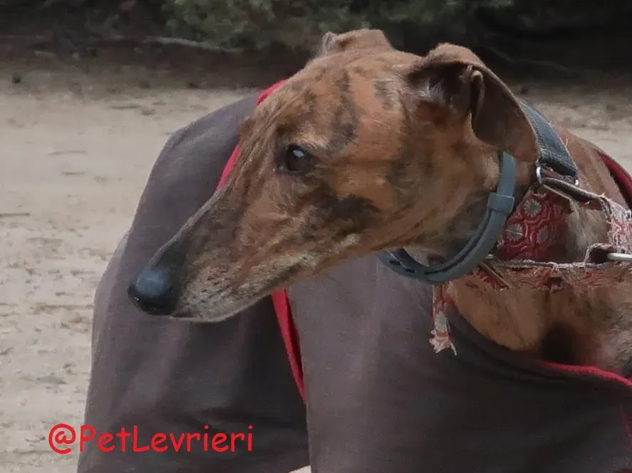 Pimienta adozione levrieri galgo 06