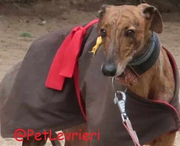 Pimienta adozione levrieri galgo 07