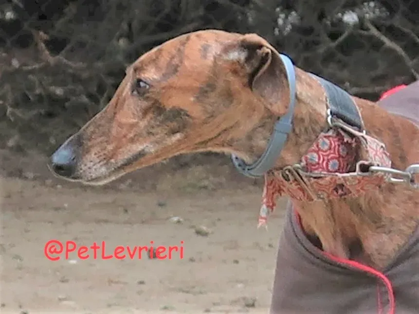 Pimienta adozione levrieri galgo 08 2