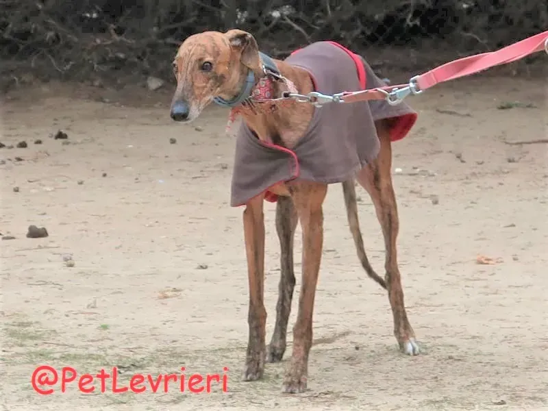 Pimienta adozione levrieri galgo 09 2