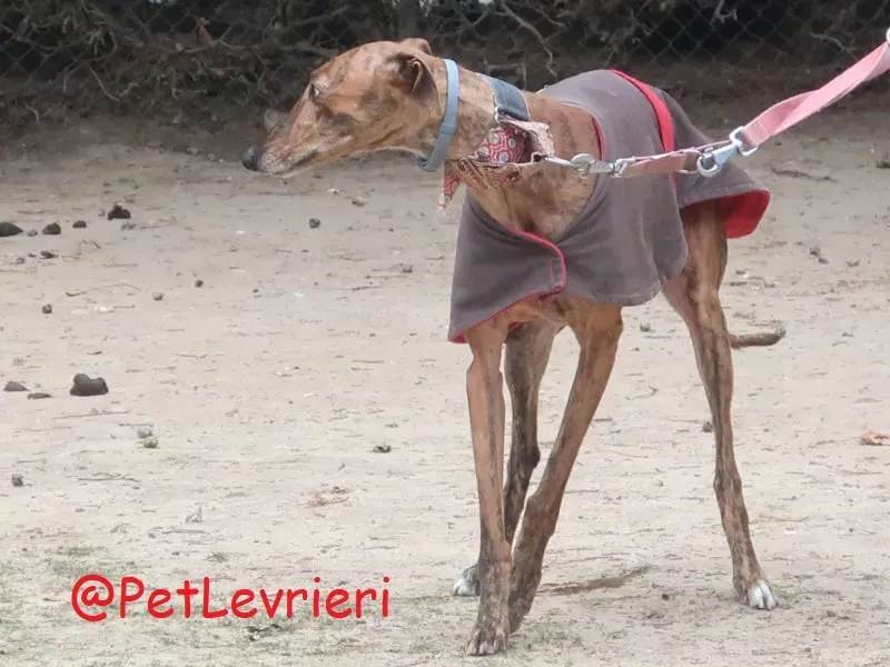 Pimienta adozione levrieri galgo 10