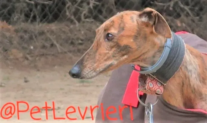 Pimienta adozione levrieri galgo 11 2
