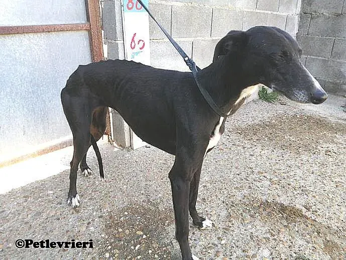 Pimpinella adozione levrieri galgo 02