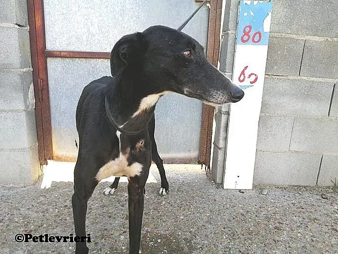 Pimpinella adozione levrieri galgo 03