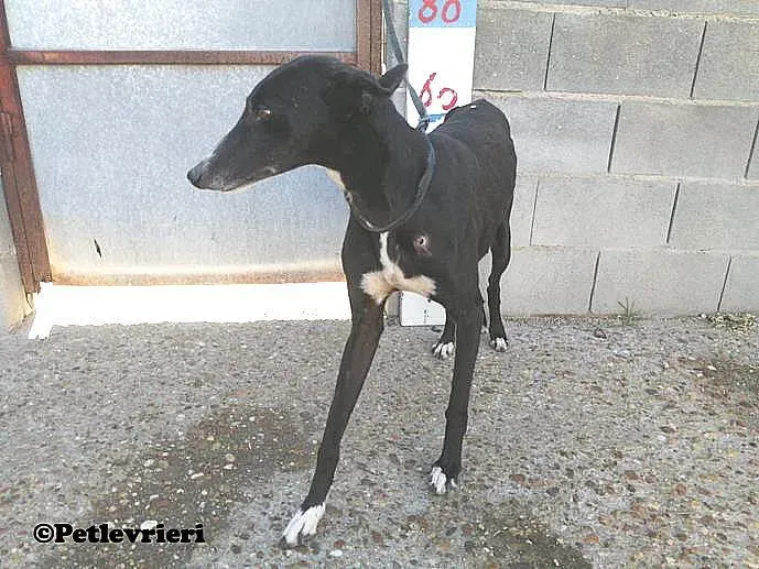 Pimpinella adozione levrieri galgo 04