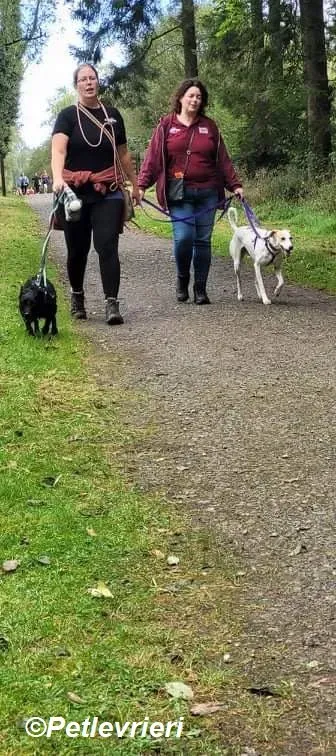 Pina adozione levrieri greyhound 1