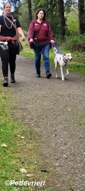 Pina adozione levrieri greyhound 2