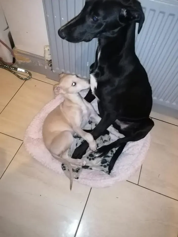 Pip adozione levrieri greyhound 2