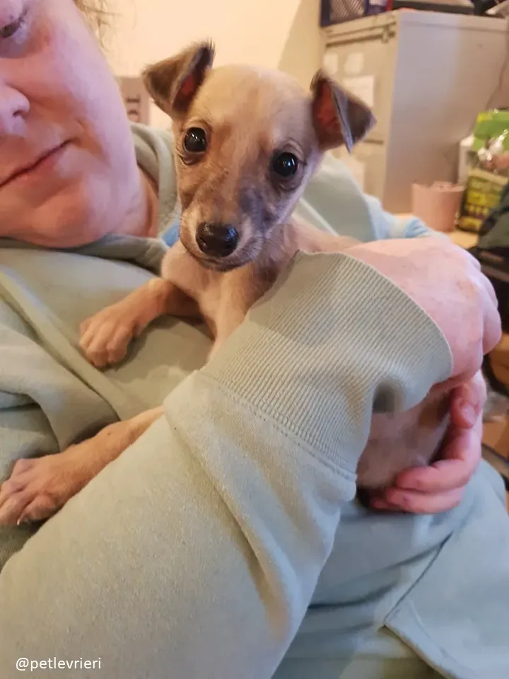 Pip adozione lurcher