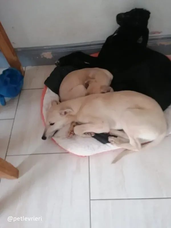 Pip carmen adozione lurcher 1 1