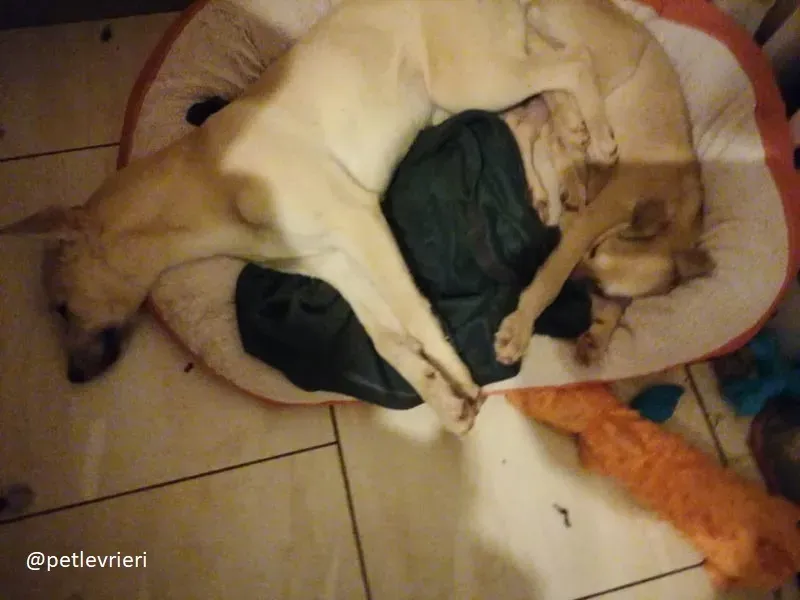 Pip carmen adozione lurcher 2