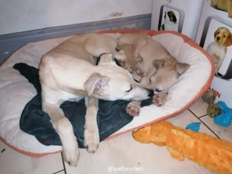 Pip carmen adozione lurcher 3 1