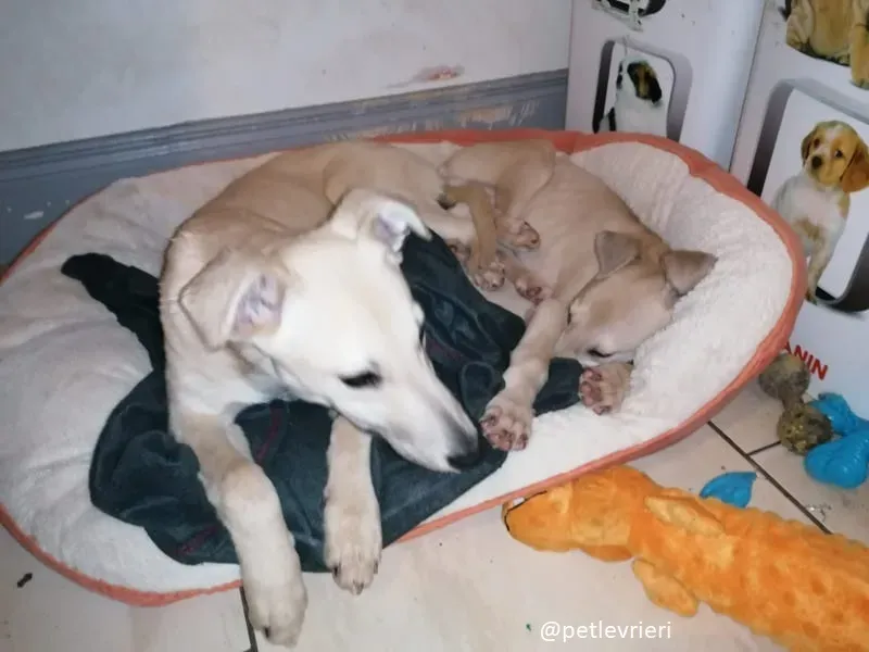 Pip carmen adozione lurcher 4