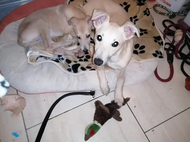 Pip carmen adozione lurcher 5 1