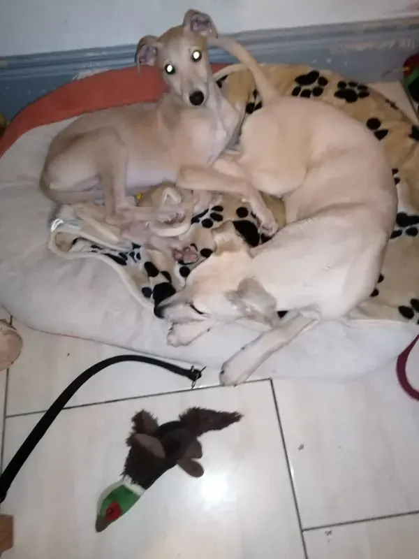 Pip carmen adozione lurcher 6 1