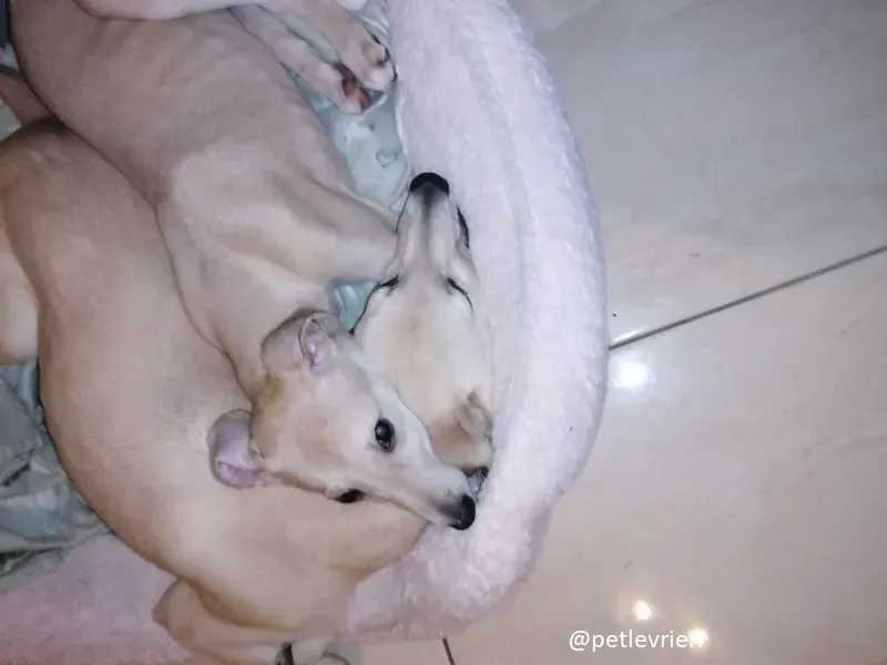 Pip carmen adozione lurcher 7