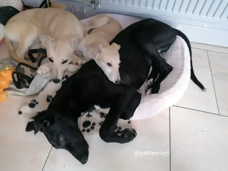 Pip carmen prince adozione 1 1