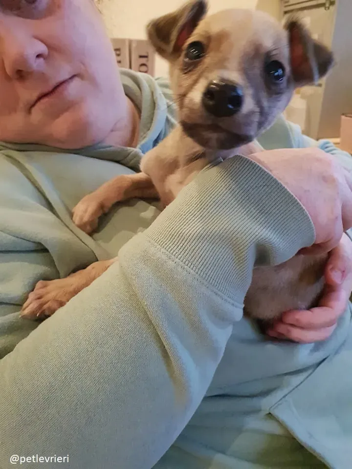 Pip lurcher adozione 1