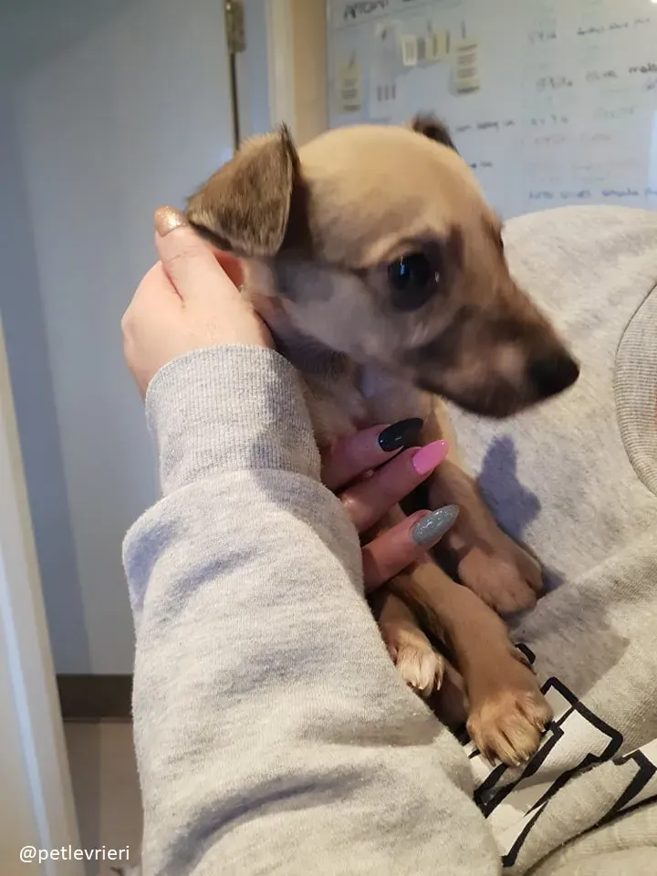 Pip lurcher adozione 2