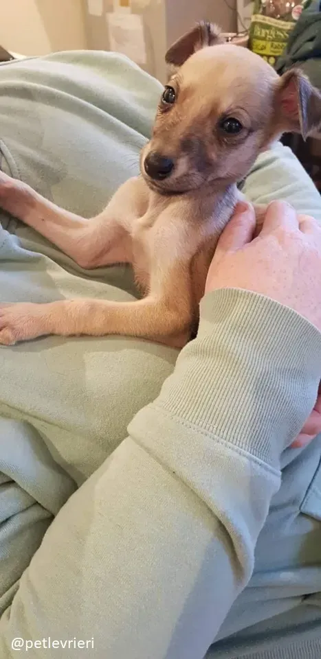 Pip lurcher adozione 3