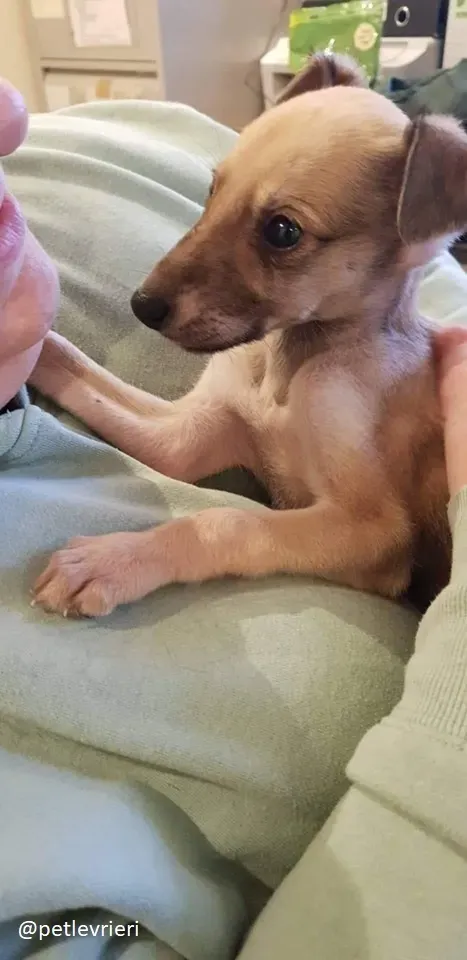 Pip lurcher adozione 4