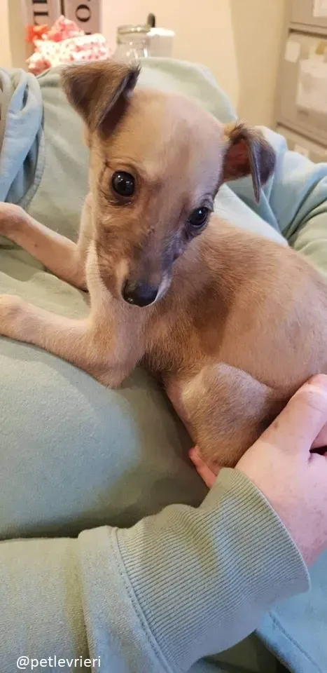 Pip lurcher adozione 5