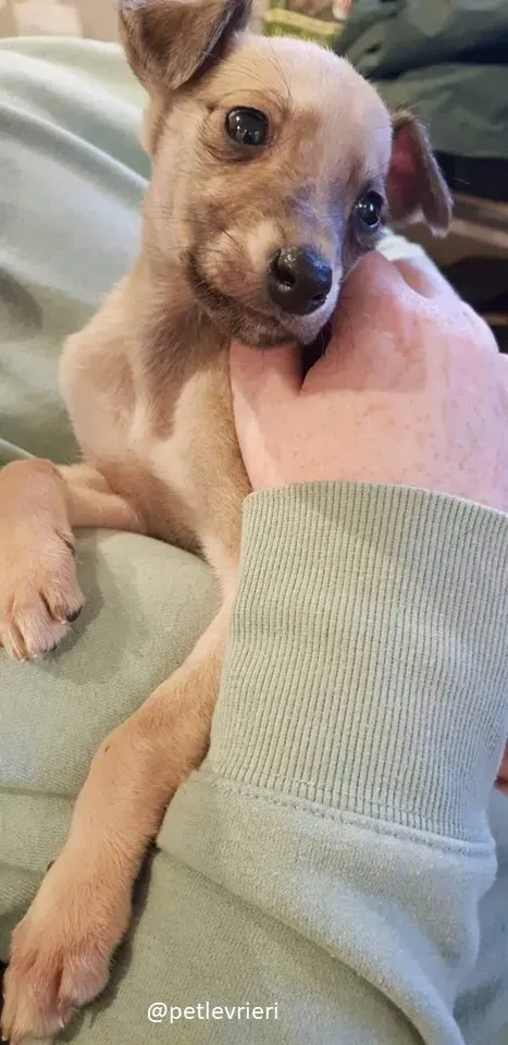 Pip lurcher adozione 6