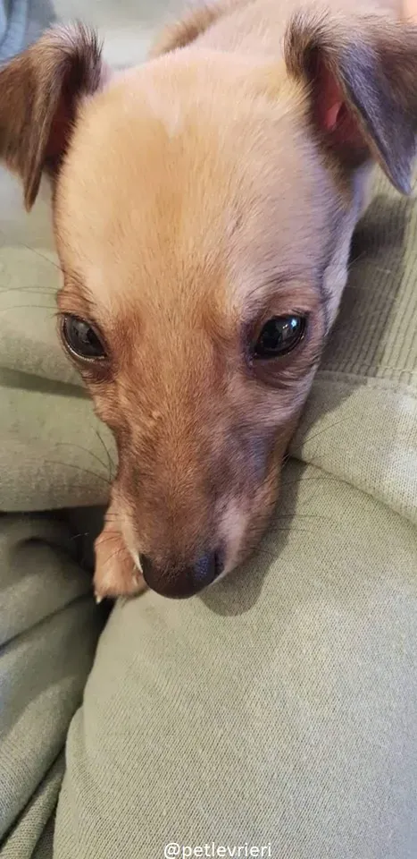 Pip lurcher adozione 7