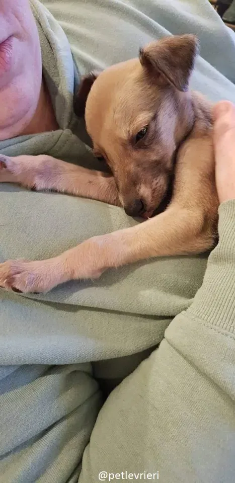 Pip lurcher adozione 8