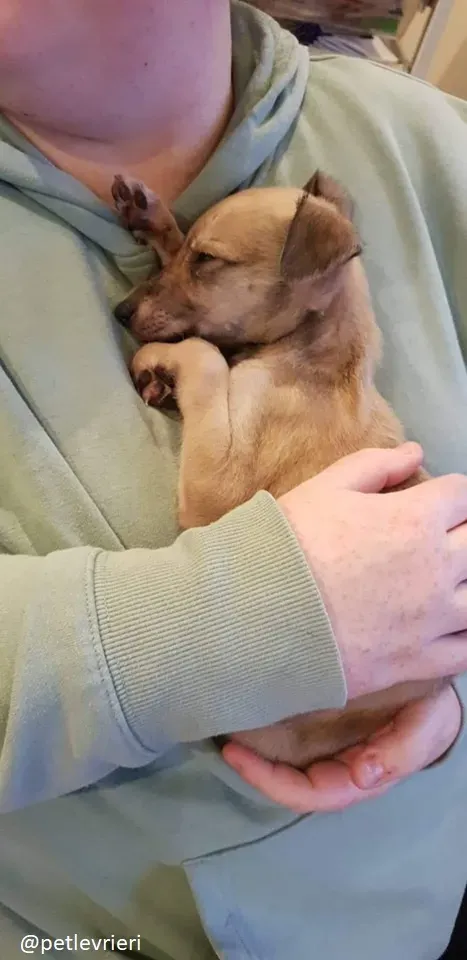 Pip lurcher adozione 9