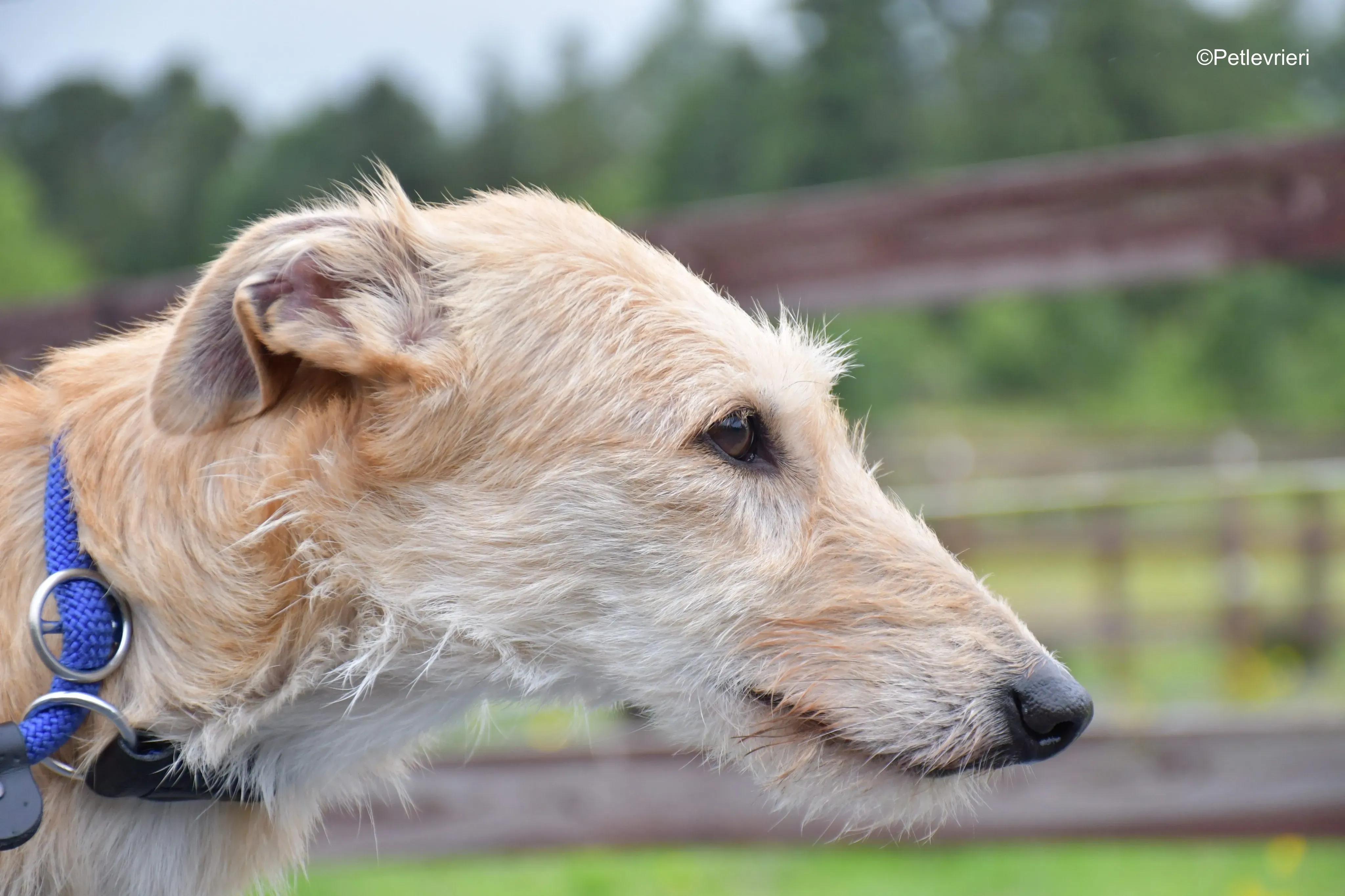 Pippa adozione levrieri greyhound 13