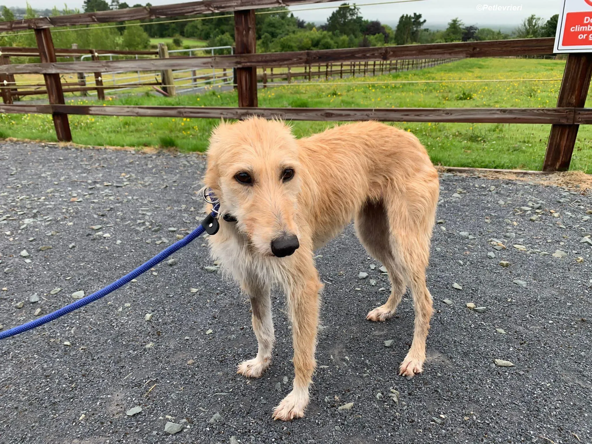 Pippa adozione levrieri greyhound 14