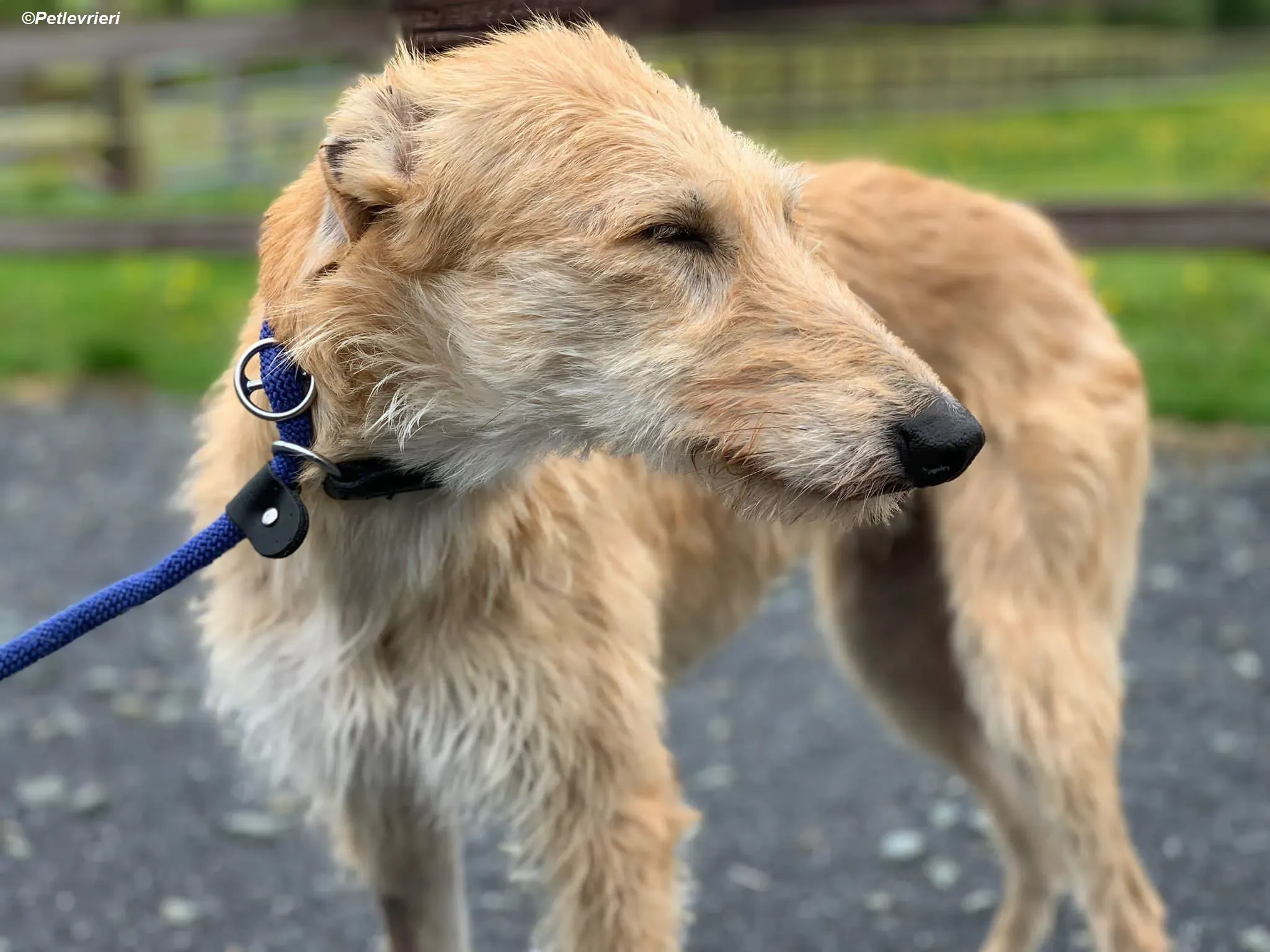 Pippa adozione levrieri greyhound 15