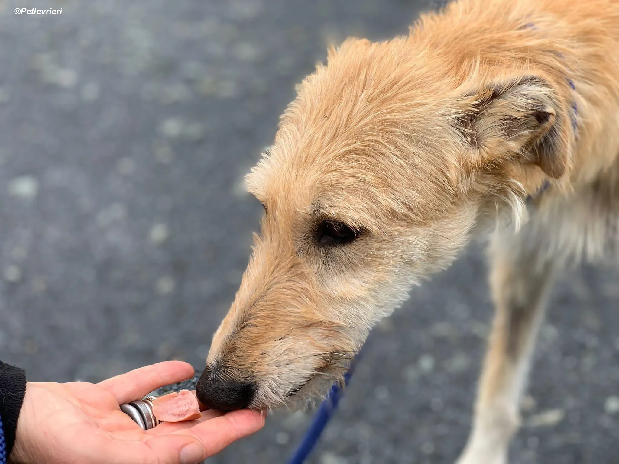 Pippa adozione levrieri greyhound 16