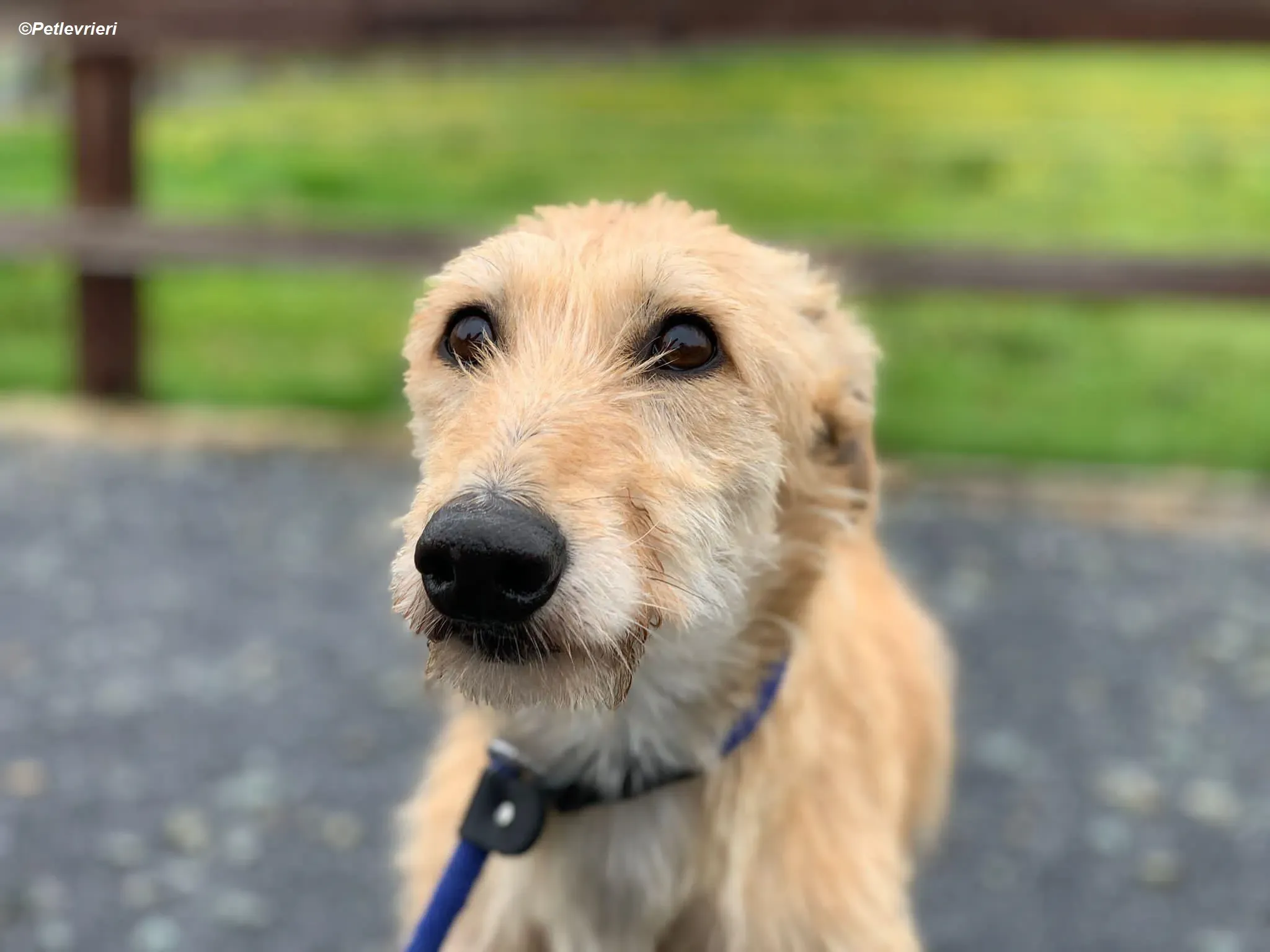 Pippa adozione levrieri greyhound 17