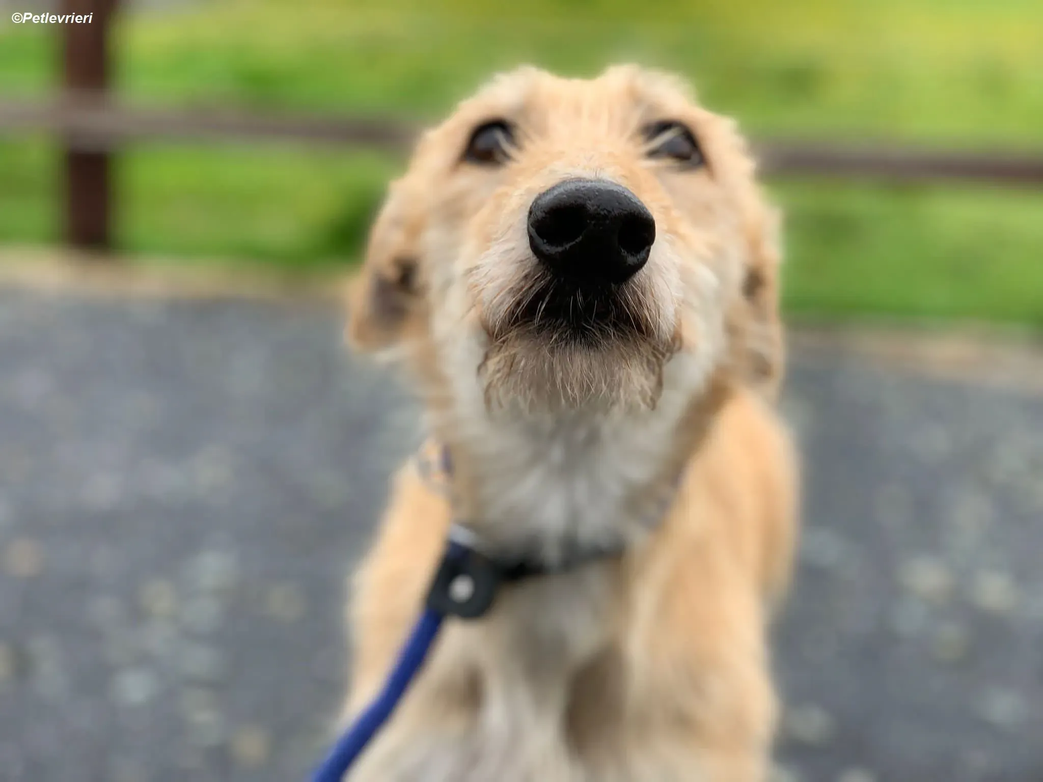 Pippa adozione levrieri greyhound 18