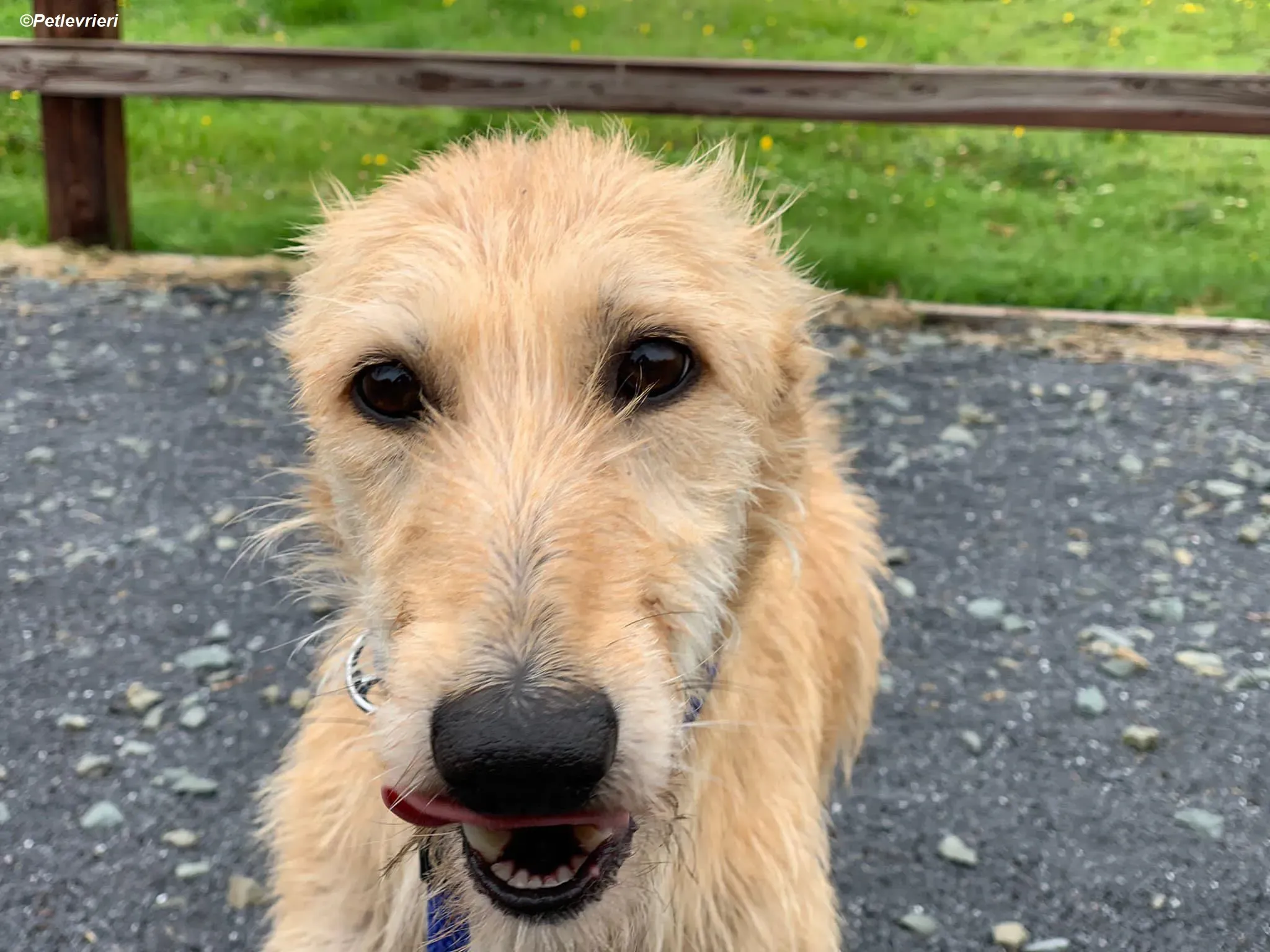 Pippa adozione levrieri greyhound 19