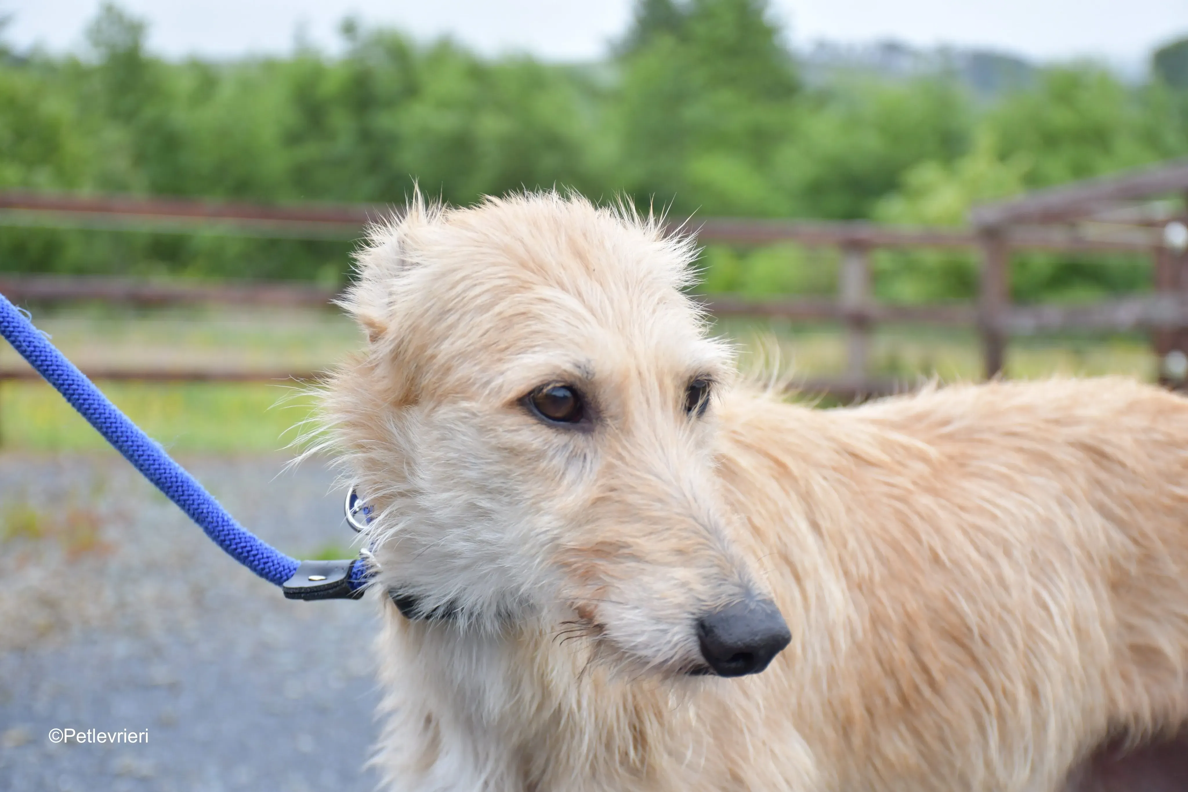Pippa adozione levrieri greyhound 2