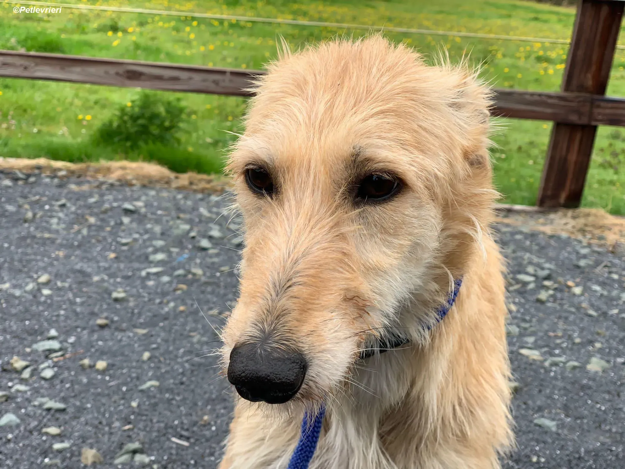 Pippa adozione levrieri greyhound 20