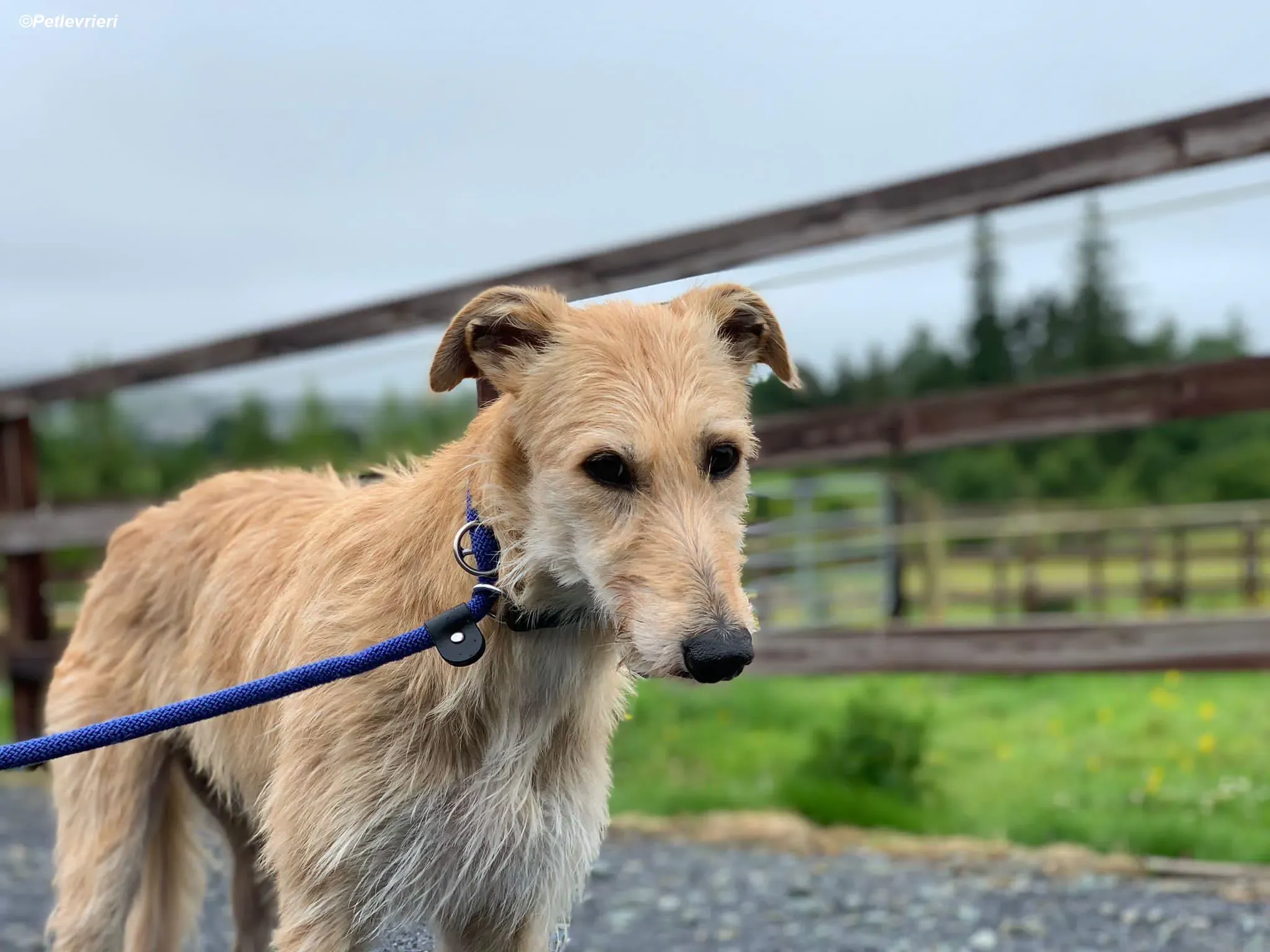 Pippa adozione levrieri greyhound 21