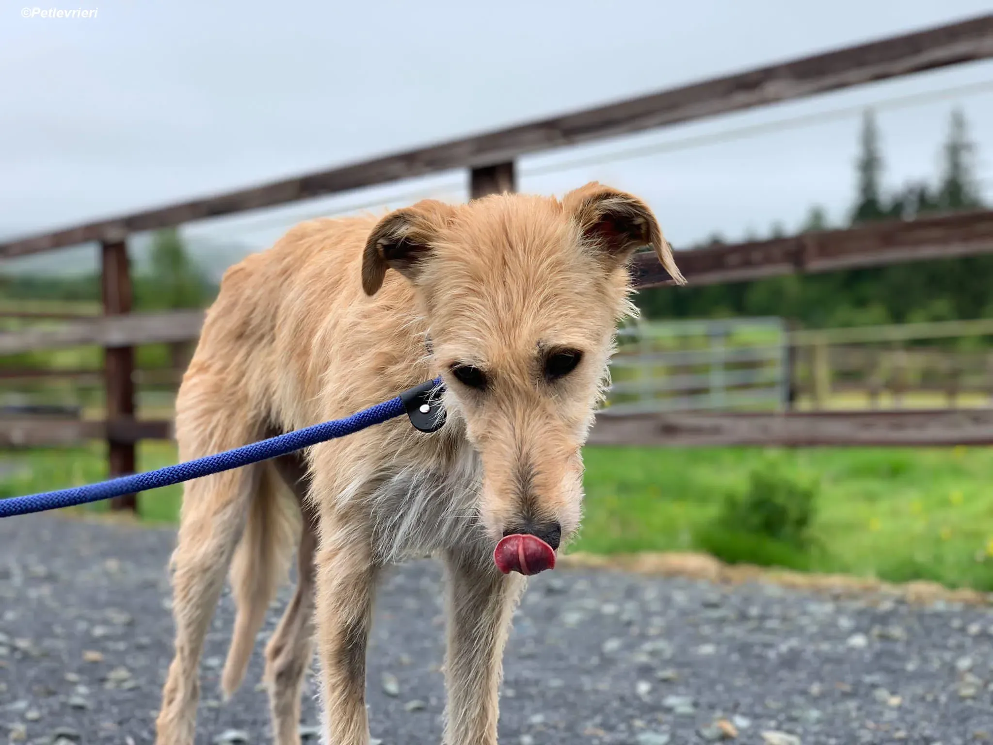 Pippa adozione levrieri greyhound 22