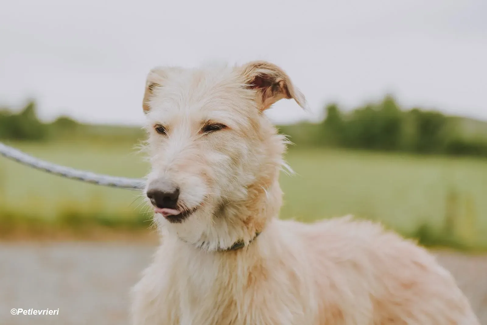 Pippa adozione levrieri greyhound 23