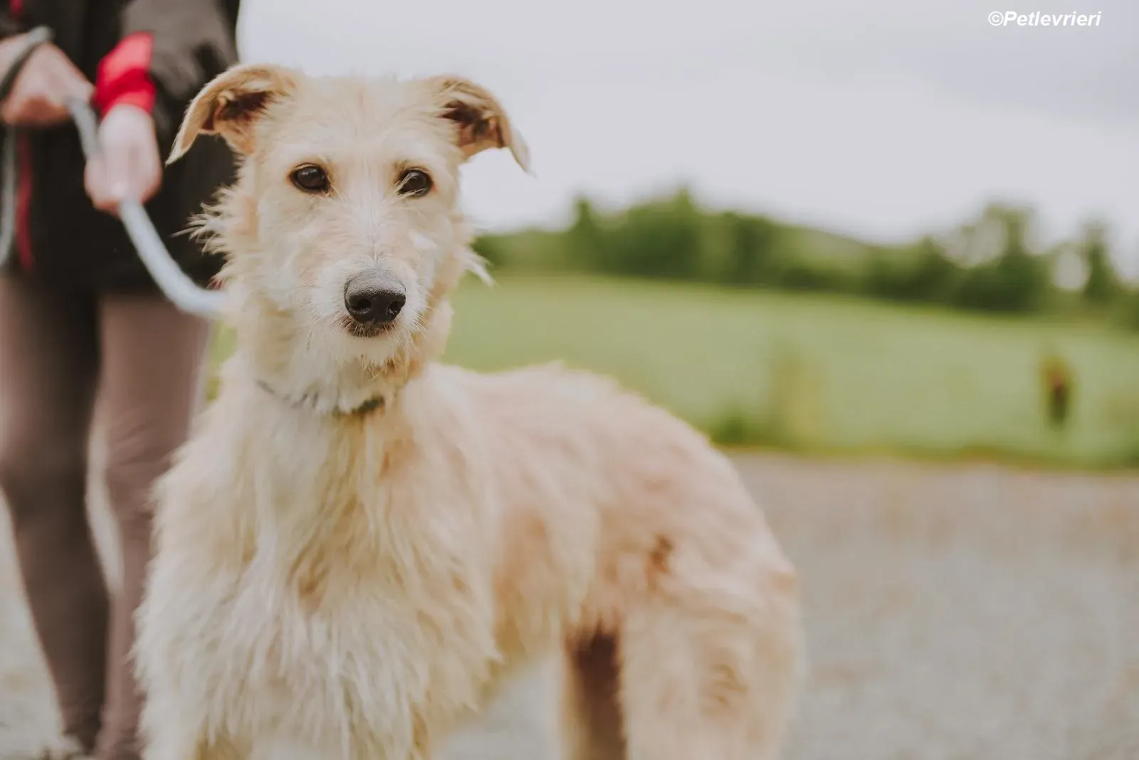 Pippa adozione levrieri greyhound 24