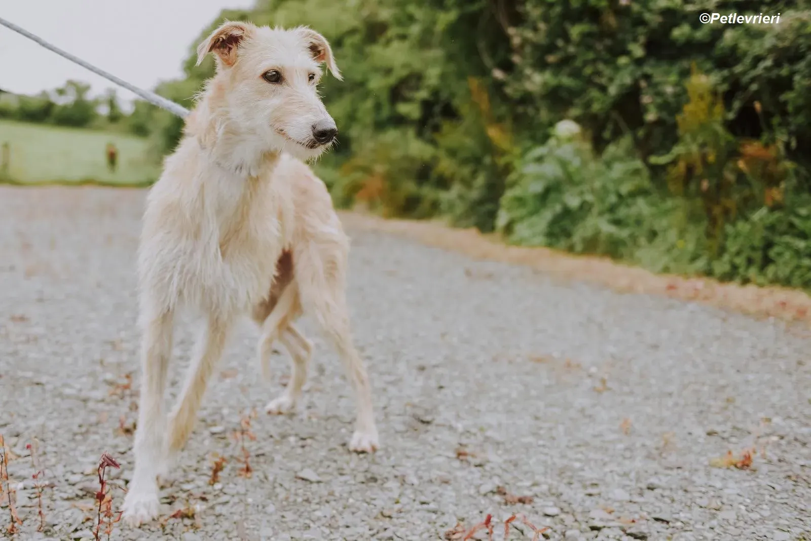 Pippa adozione levrieri greyhound 25