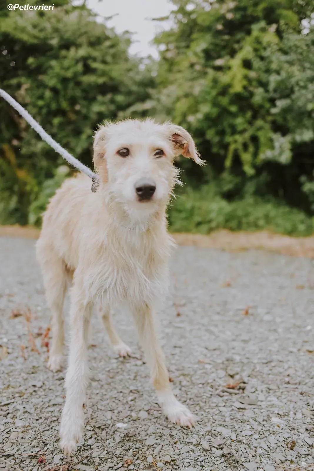 Pippa adozione levrieri greyhound 26